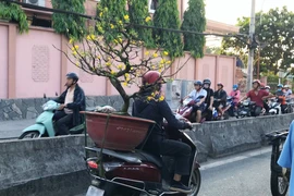 Chở cây cảnh cồng kềnh trên đường ngày Tết có thể bị phạt