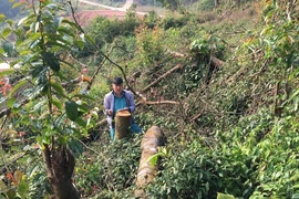 Điều chuyển công tác 2 hạt trưởng kiểm lâm để mất rừng