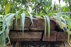 Chở 12 hộp gỗ sao đi bán thì bị kiểm lâm chặn bắt