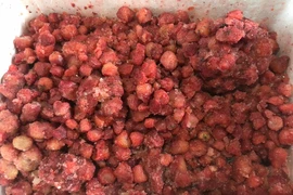 Lâm Đồng: Tạm giữ 310kg dâu tây không rõ nguồn gốc
