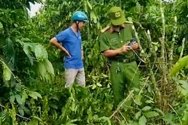 Hơn 60 cây cà phê đang thu hoạch của một người dân bị triệt hạ