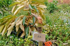 Làm rõ vụ 2 hộ dân bị chặt phá 41 cây sầu riêng ở tỉnh Lâm Đồng