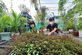 Nhiều mô hình tạo mảng xanh cho TP.HCM được duy trì