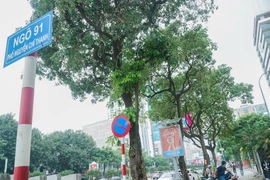 Nỗi niềm cây hoa sữa: “Đâu phải bởi mùi hương”