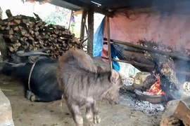 Người dân sưởi ấm cho vật nuôi để phòng chống rét. Ảnh: Cổng TTĐT Lai Châu