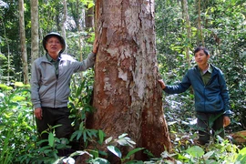 Cán bộ, nhân viên Trạm thực nghiệm lâm nghiệp Kon Hà Nừng tuần tra bảo vệ rừng dổi quý.