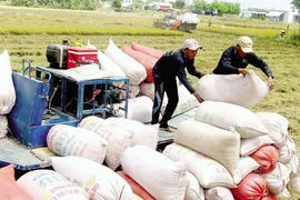 Việt Nam là một trong ba quốc gia xuất khẩu gạo lớn nhất thế giới hiện nay nhưng vẫn nhập từ Campuchia để đa dạng nguồn cung.