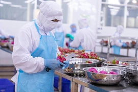Dù đánh giá thị trường nội địa đầy tiềm năng nhưng các doanh nghiệp vẫn gặp khó ở ngay sân nhà. Trong ảnh: Doanh nghiệp sản xuất trái cây để xuất khẩu đi châu Âu.