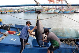 Các tàu của ngư dân đánh bắt xa bờ dài ngày tại các ngư trường Hoàng Sa, Trường Sa, chủ yếu khai thác cá ngừ đại dương, cá ngừ sọc dưa, cá ngừ bò.