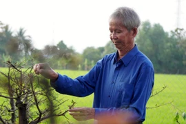 Ông Nguyễn Văn Khẩn chăm sóc những nhành mai đang chờ bung nở đón Tết.