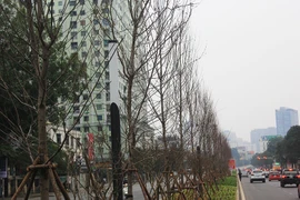 Hà Nội thay cây xanh héo lá sau hai năm thử nghiệm