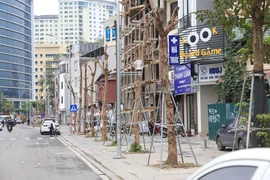 Cây xanh phố Huỳnh Thúc Kháng kéo dài