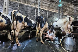 Huyện Ba Vì, Hà Nội kiến nghị xử lý mạng xã hội thông tin sai khiến nhiều hộ nuôi bò sữa lao đao