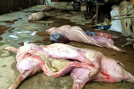Rùng mình với lò giết mổ heo ốm, chết bán ra thị trường