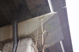 Độc nhất vô nhị: Trồng cây dưới… gầm đường sắt