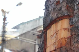 Người lột trộm vỏ xà cừ là… cụ ông 80 tuổi