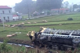 Xe tải lật nhào, heo tràn ra ruộng
