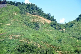 Thi thể người phụ nữ bị trói vào gốc cây trên đồi chè