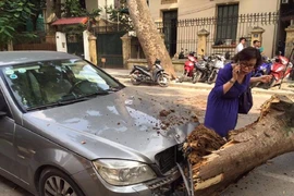 Cổ thụ đổ giữa phố Hà Nội, đè bẹp nhiều ô tô và xe máy