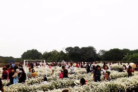 'Biển người' đi ngắm cúc họa mi, nhà vườn thu bạc tỉ