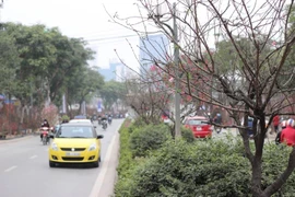 Ngắm con đường xuân thơ mộng bậc nhất Hà Nội
