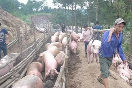 Phó Thủ tướng chỉ đạo ngăn chặn buôn lậu lợn