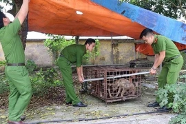 Chủ đàn chó cắn bé 7 tuổi tử vong bị khởi tố