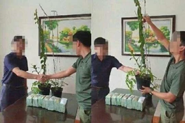 Công an cảnh báo nguy cơ thổi giá, rửa tiền từ hoa lan tiền tỉ