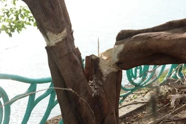 Giới trẻ bức xúc, mong sớm tìm ra thủ phạm chặt phá ‘cây cô đơn’ ở hồ Tây