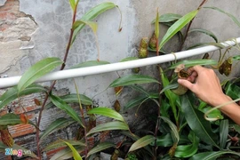 Tận thấy thú chơi 'cây ăn thịt' ở Sài Gòn