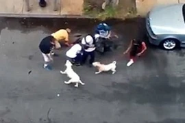 Thả chó pitbull cắn đứt tai người đàn ông trên phố