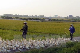 Nam Định chính thức công bố có dịch cúm gia cầm H5N6