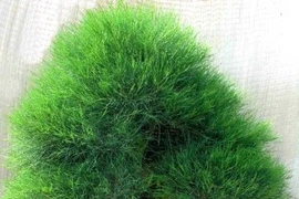 Những loài cây nhất quyết không được trồng trong vườn nhà