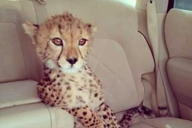 Cuộc sống xa hoa của con trai trùm ma túy El Chapo