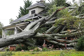 Ảnh minh hoạ - Một cây lớn ngã đổ do bão Helene, làm hư hại một ngôi nhà ở TP Anderson, bang South Carolina. Ảnh: REUTERS