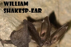 “William ShakespEar” - con dơi chiến thắng trong "cuộc thi sắc đẹp" dành cho dơi năm 2023. Ảnh: INSTAGRAM/BLM