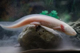 Phát hiện mới về loài 'khủng long 6 sừng'