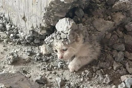 Chú mèo con bị mắc kẹt trong bê tông bên dưới một bức tường vừa mới khô tại một công trường ở Haliliye (tỉnh Sanliurfa, Thổ Nhĩ Kỳ). Ảnh: IHA