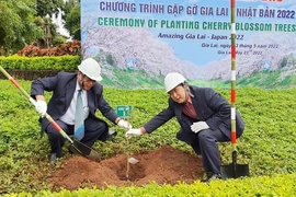 Trồng 24 cây hoa anh đào Nhật Bản trên phố núi Pleiku 