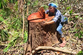 Kỷ luật, kiểm điểm nhiều cán bộ vụ phá rừng ở Kon Tum