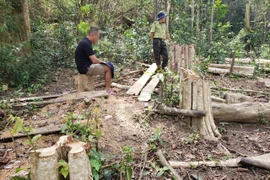 UBND tỉnh Gia Lai chỉ đạo khẩn trương điều tra vụ phá rừng ở huyện Kông Chro