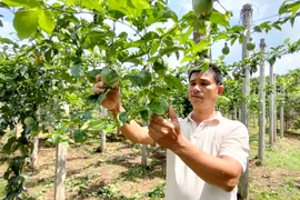 Trung Quốc bất ngờ giảm thu mua, giá chanh leo lao dốc