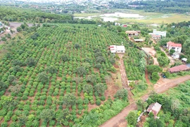 Cục Thi hành án dân sự tỉnh Gia Lai quyết định thu hồi hơn 16.000 m2 đất rừng lấn chiếm