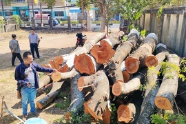 Tiếc nuối hàng lim xẹt hơn 50 năm tuổi bị cưa hạ ở TP Pleiku
