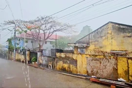 Gia Lai xuất hiện cơn 'mưa vàng', giúp giải hạn cây trồng