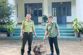 Khỉ đuôi lợn quý hiếm dân bắt được nhưng không dám giữ nuôi