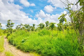 Lý do Gia Lai thu hồi dự án trồng cao su của Tập đoàn Đức Long