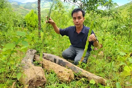 Đốt đuốc trồng cây vào ban đêm để chờ đền bù
