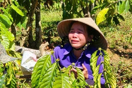 Vụ anh rể phá vườn cà phê em vợ: Đòi chiếm đất, muốn về ở chung