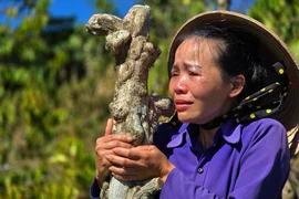 Người phụ nữ khóc ngất khi vườn cây bị kẻ gian phá hoại lần 2